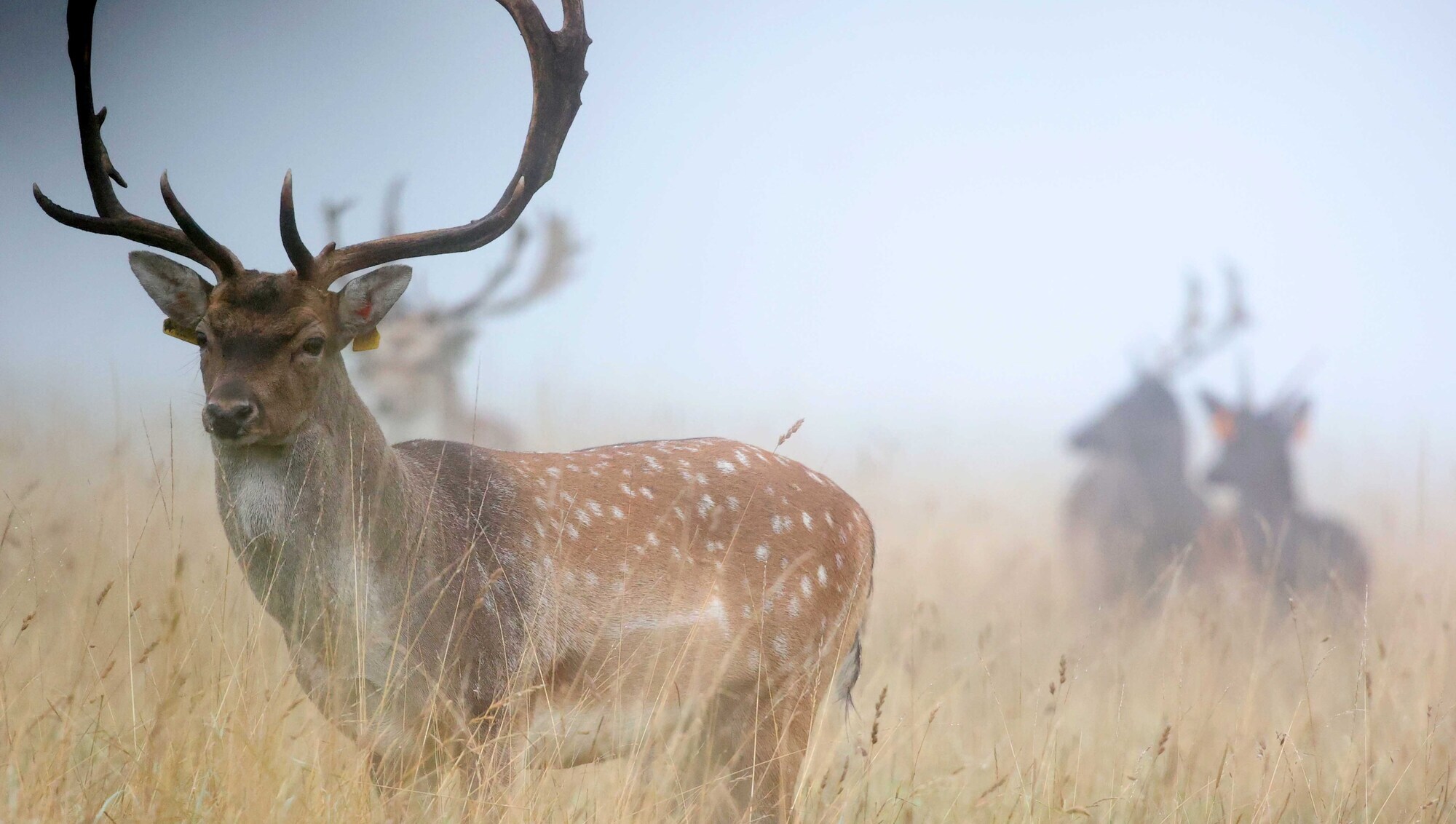 Deer Commission warns against mass cull after stag attack on woman in Kerry
