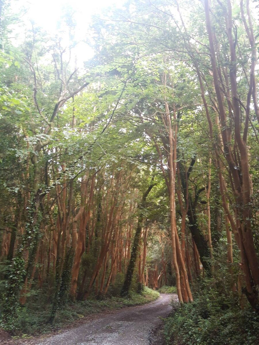 Grove of orange-barked Chilean Myrtle trees is  a sight to behold