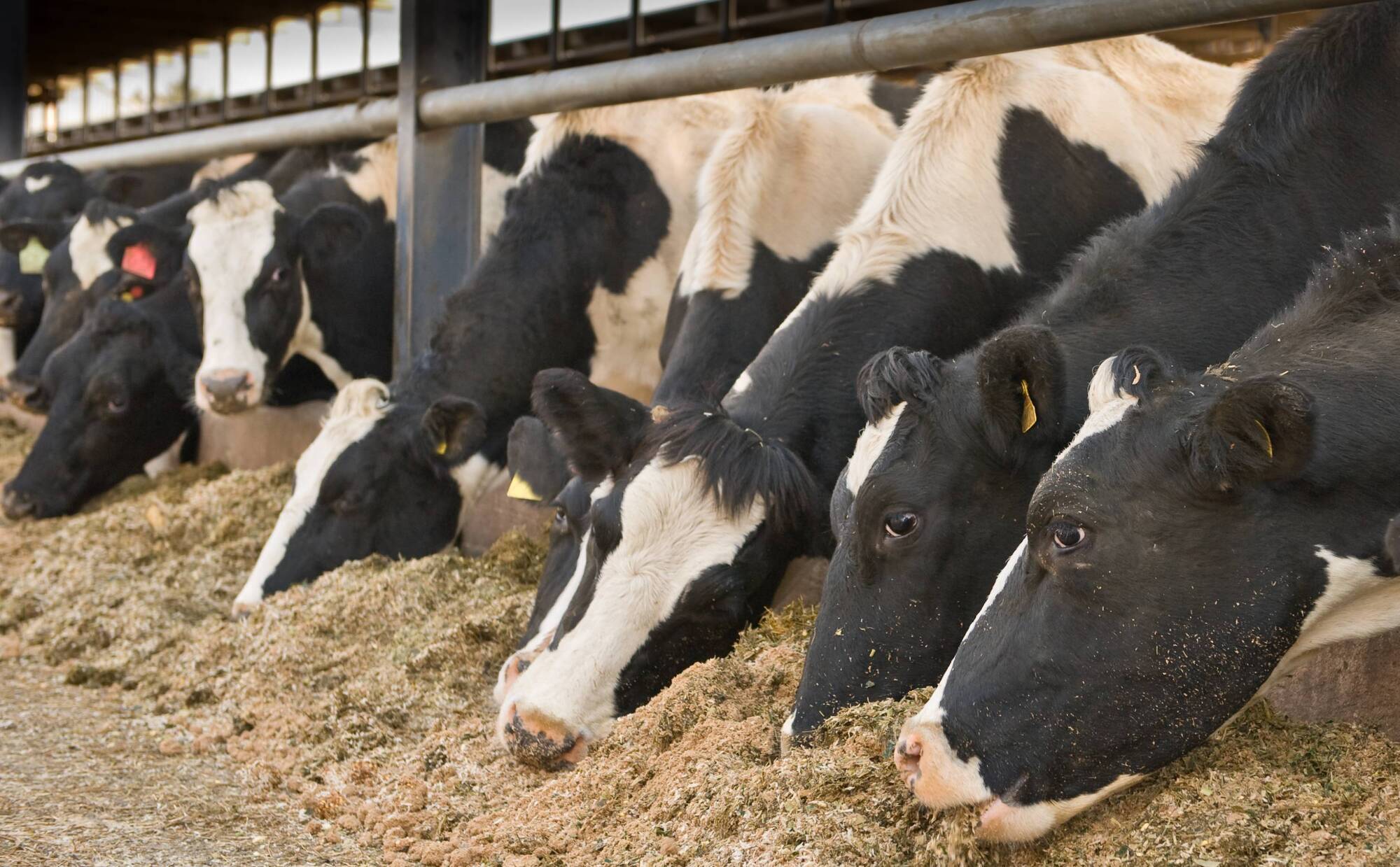 Identifying cows at risk of ketosis in early lactation