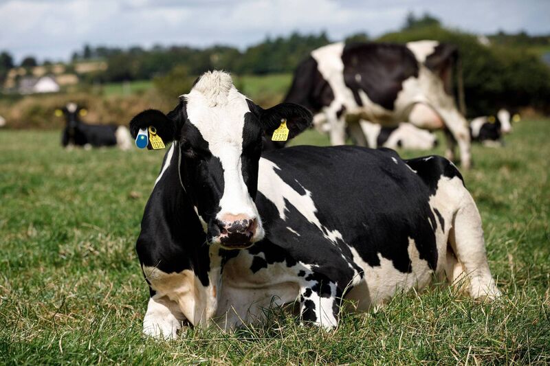 The SenseHub Flex V2 collects and monitors data to deliver timely reproduction, health and nutrition insights. Picture: Allflex Livestock Intelligence.