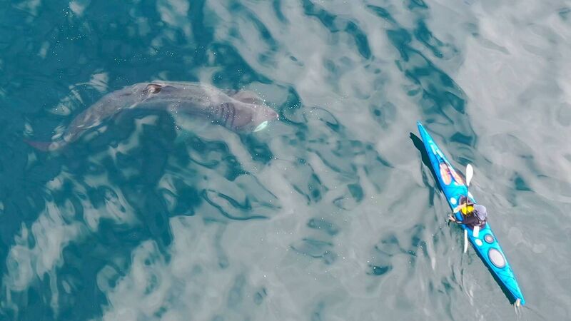 Basking sharks stay in Irish waters year-round, scientists discover Basking sharks stay in Irish waters year-round, scientists discover