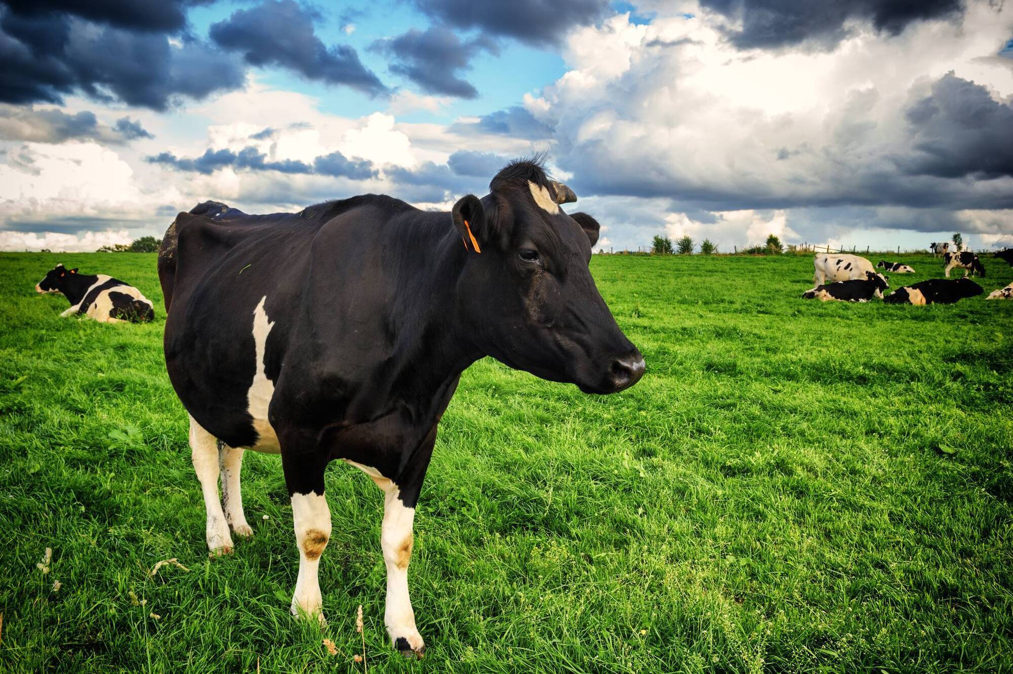 Kerry Group launches €6m sustainability programme