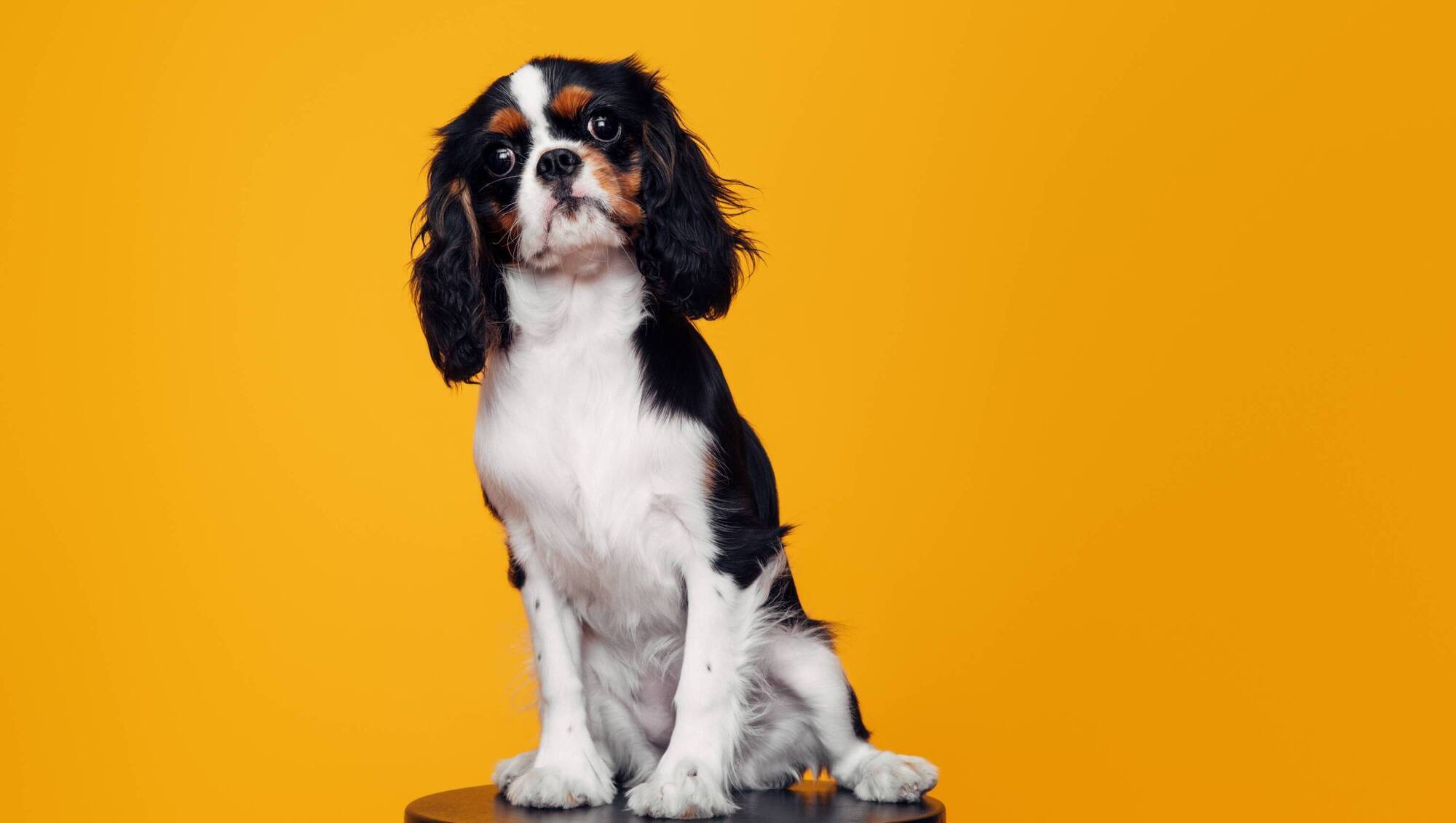Should we ban the breeding of pedigree dogs because of their health issues?
