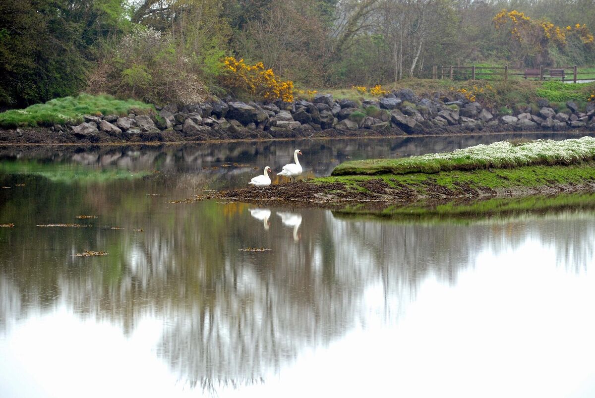 Scene near Ballyannan Woodland Walkway Picture: Denis Minihane