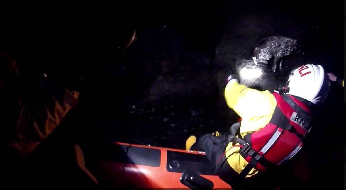 Youghal RNLI rescued a dog after a 100ft fall from Ardmore cliffs on Wednesday evening.