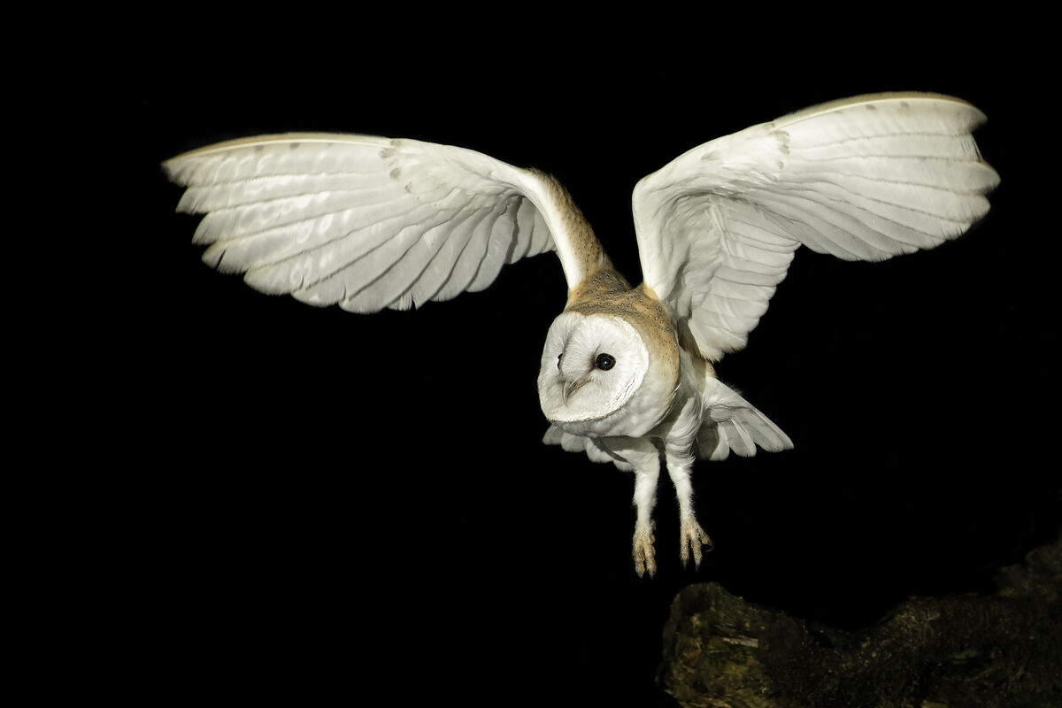 Ladies and gentlemen, to whom it concerns... Pic: Feargal Quinn