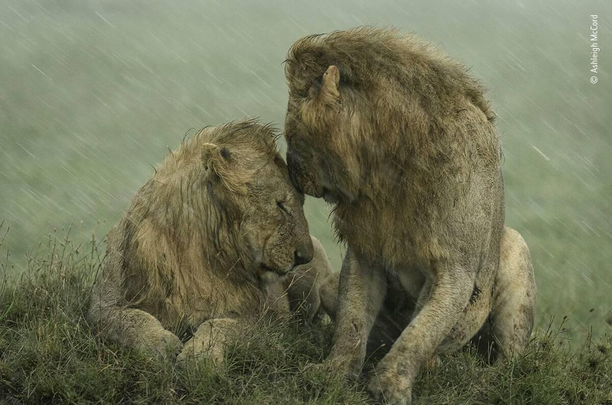 Shelter from the rain by Ashleigh McCord