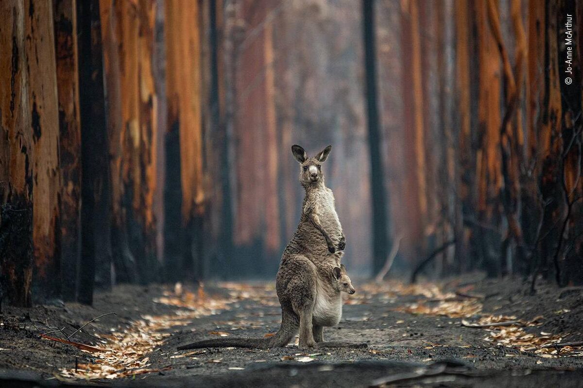 Hope in a burned plantation by Jo-Anne McArthur