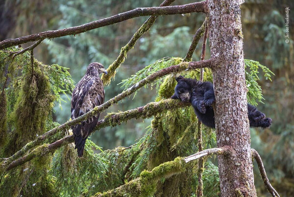 The eagle and the bear by Jeroen Hoekendijk