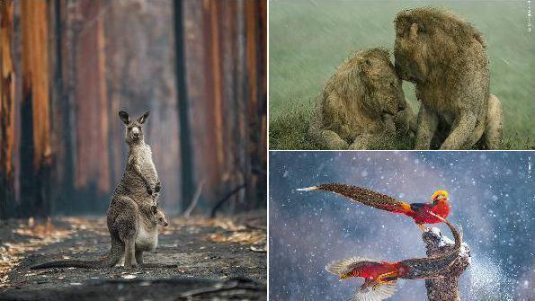 Wildlife Photographer of the Year: Five winners from the People's Choice Award