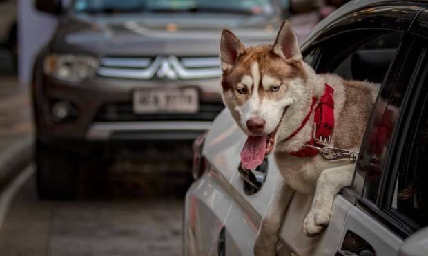 Pet owners are better off protecting their car interior from the start. Photograph: Ezra Acayan/Getty Images