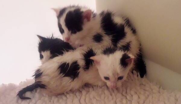 These three new-born kittens were dumped in a plastic bag near Rathcline cemetery, Lanesborough, Co Longford, in August 2020. Picture: ISPCA 
