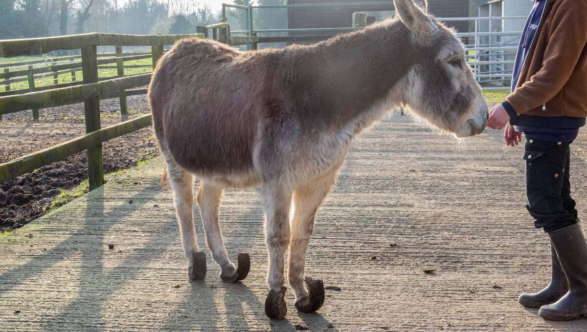 One of the donkeys rescued in severe state of neglect by ISPCA senior inspector Kevin McGinley; the extent of the hoof growth was indicative of years of neglect and they were in a lot of pain and discomfort as they struggled to walk.