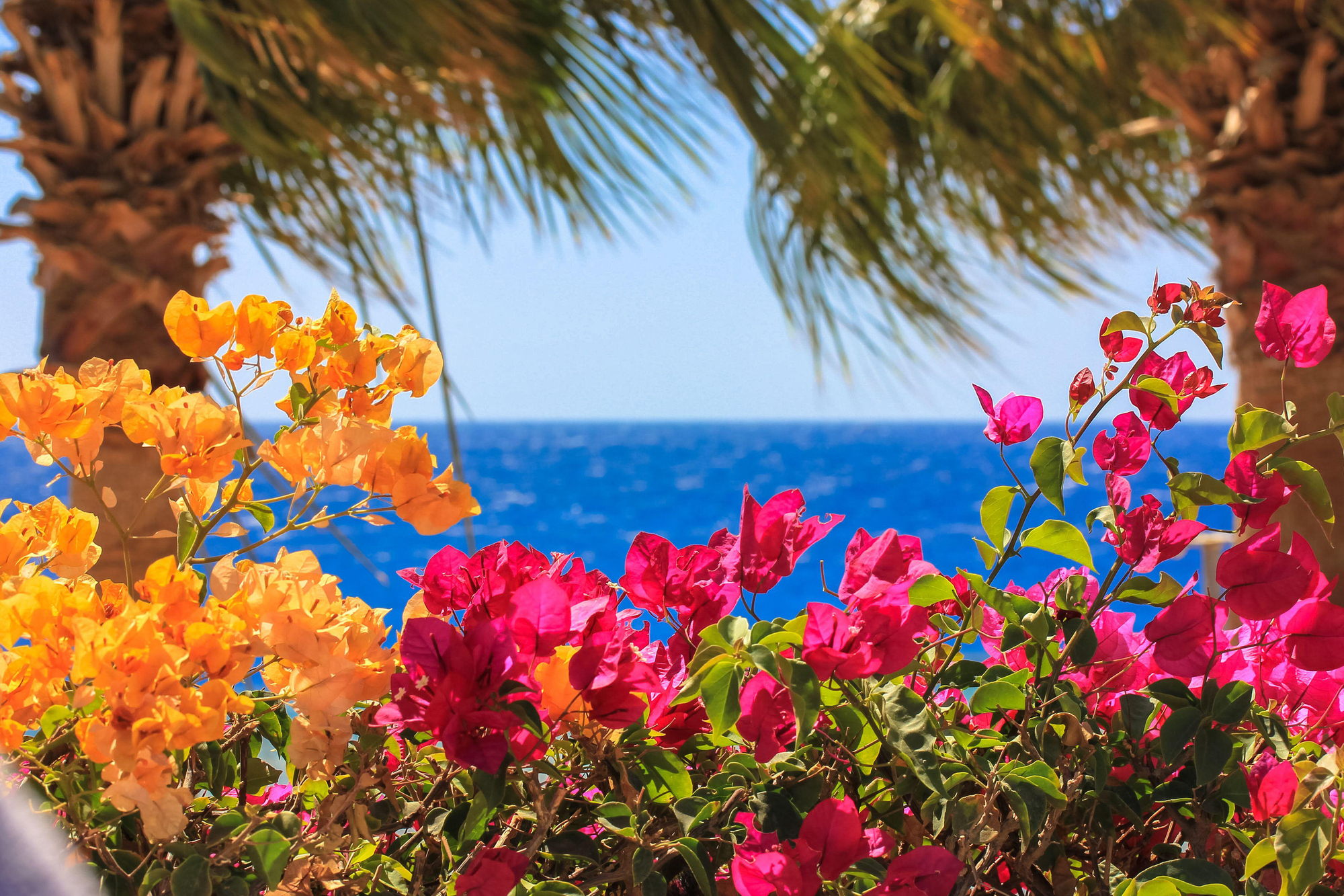 Holiday plants to grow at home to remind you of far-flung destinations