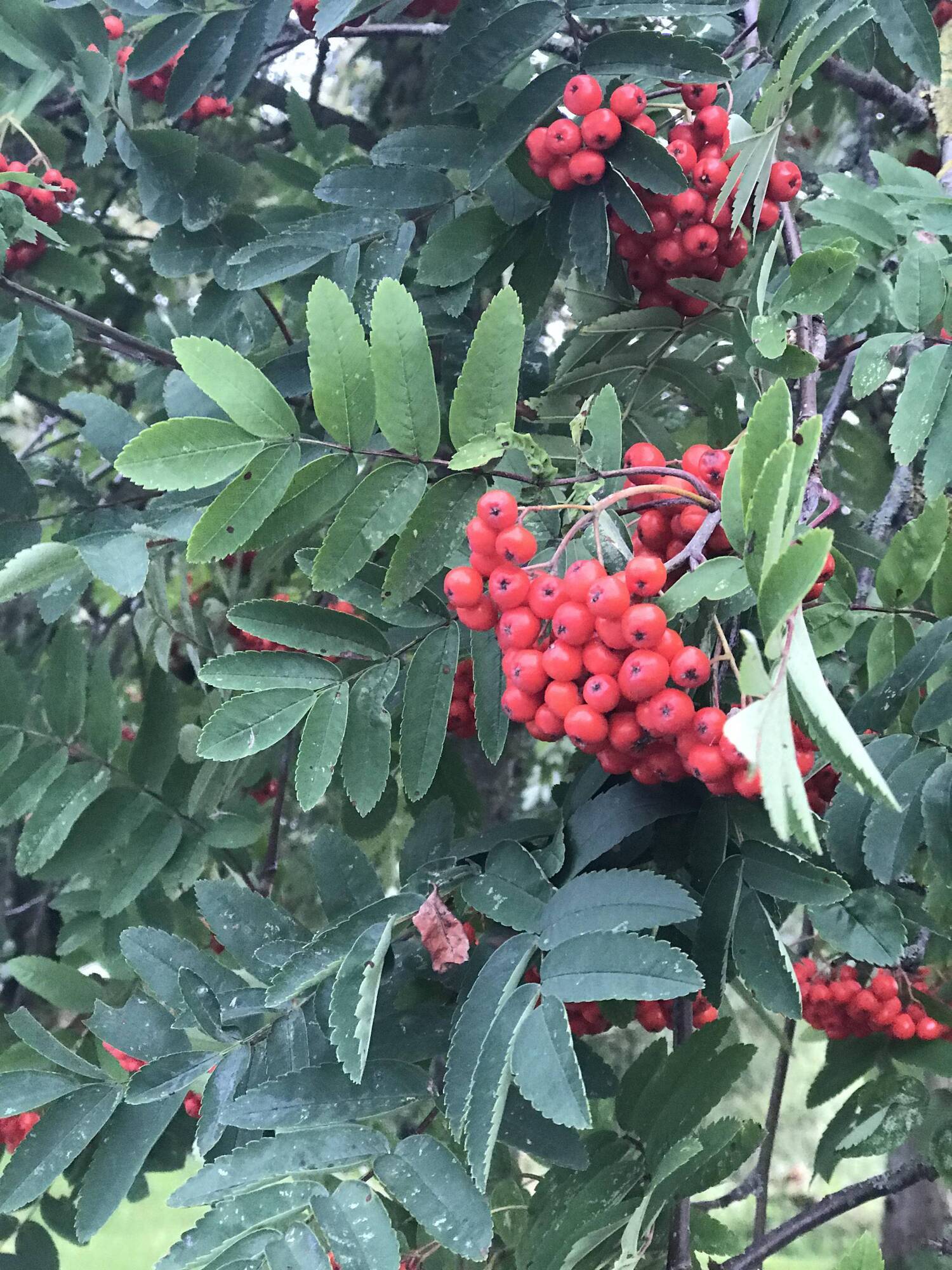 Juanita Browne: It's the perfect time to plant a native tree