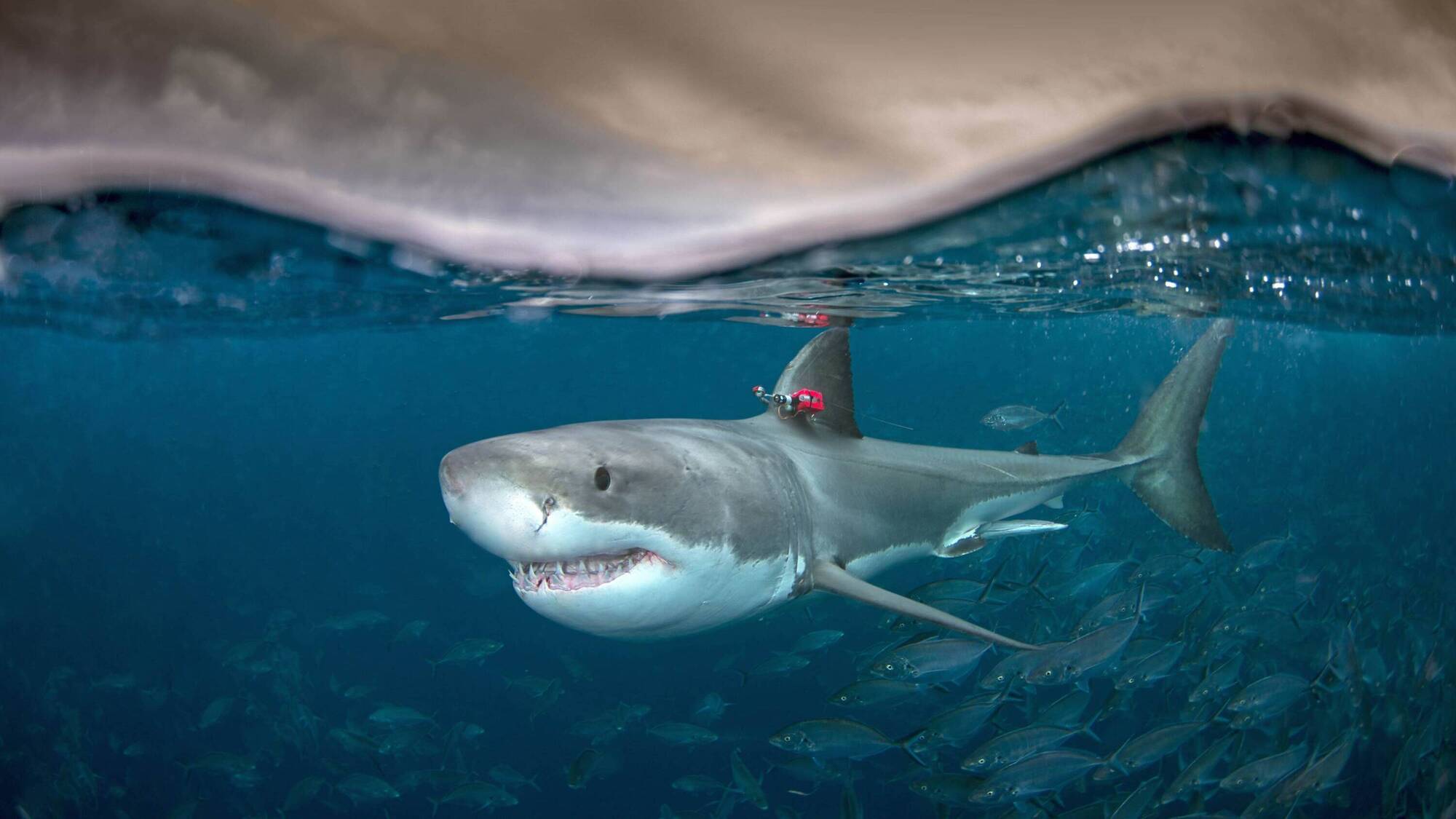 Swimmer dies after being attacked by a shark off Sydney’s Little Bay Beach