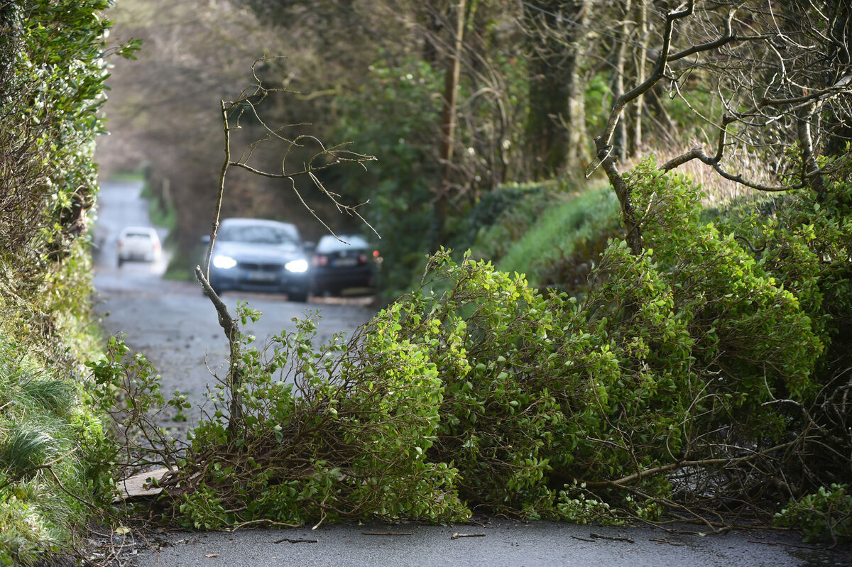 A tree blocks a road near Farmer's Cross, Cork Airport following the high winds during Storm Eunice. Picture: Larry Cummins