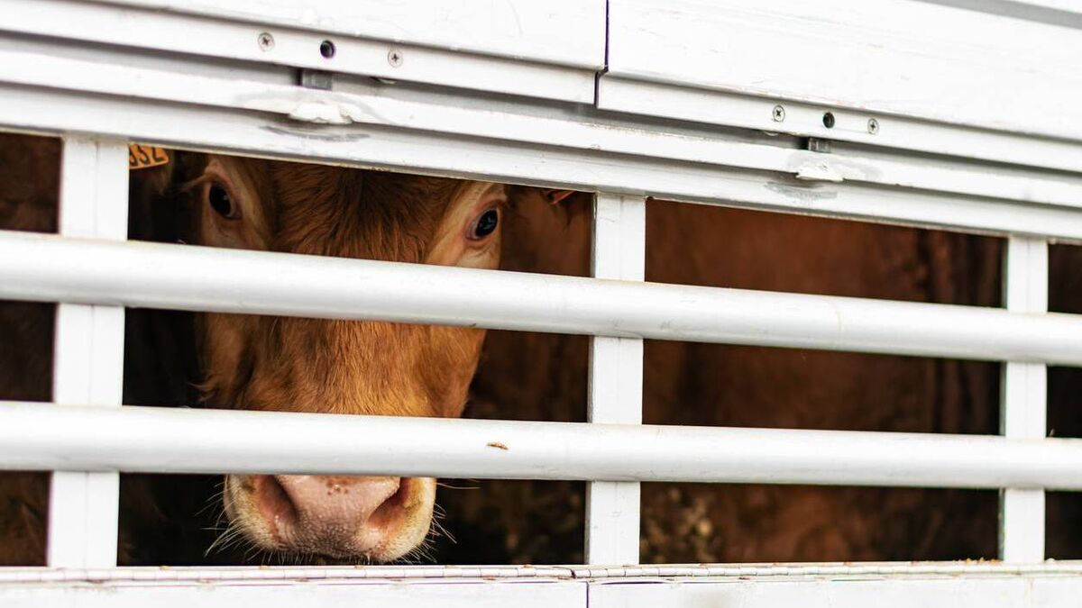 EU animal welfare vote demonstrates consumers' trust in farmers - Vimarsana News