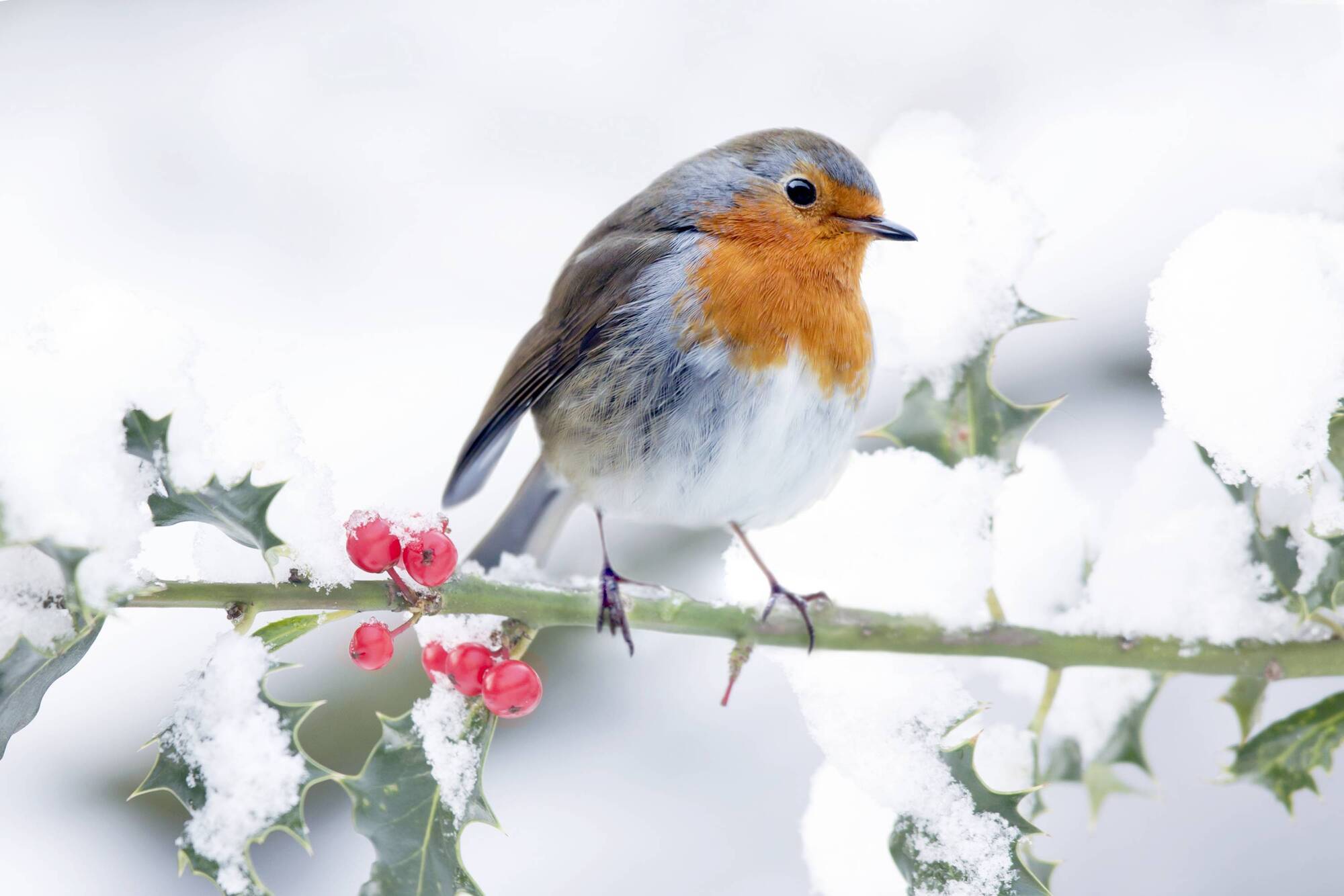 Juanita Browne: How wildlife survives harsh winter weather and storm after storm
