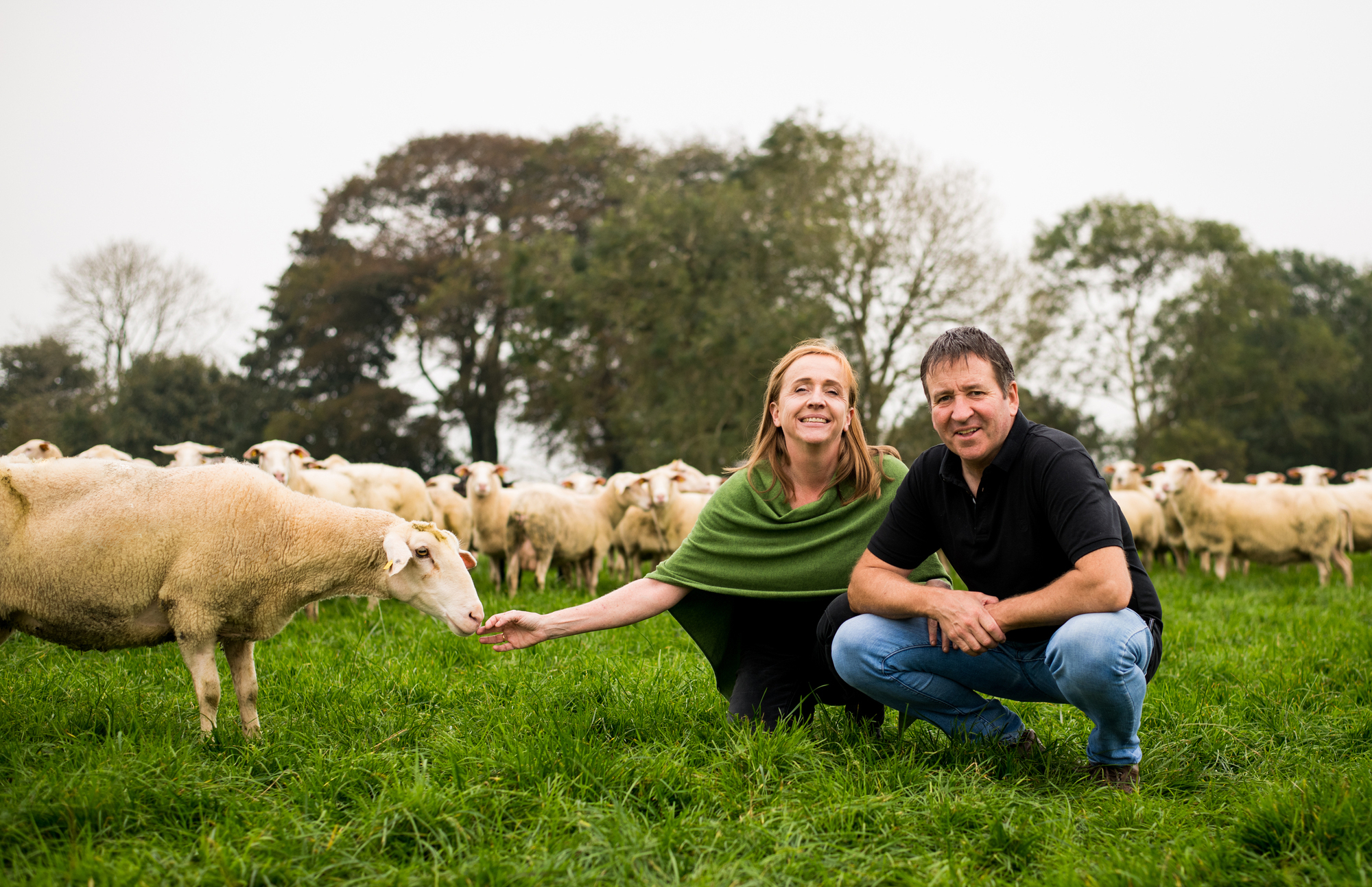 Would you eat sheep milk yogurt? Here's how to get a taste for free