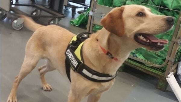 Detector dog Bailey