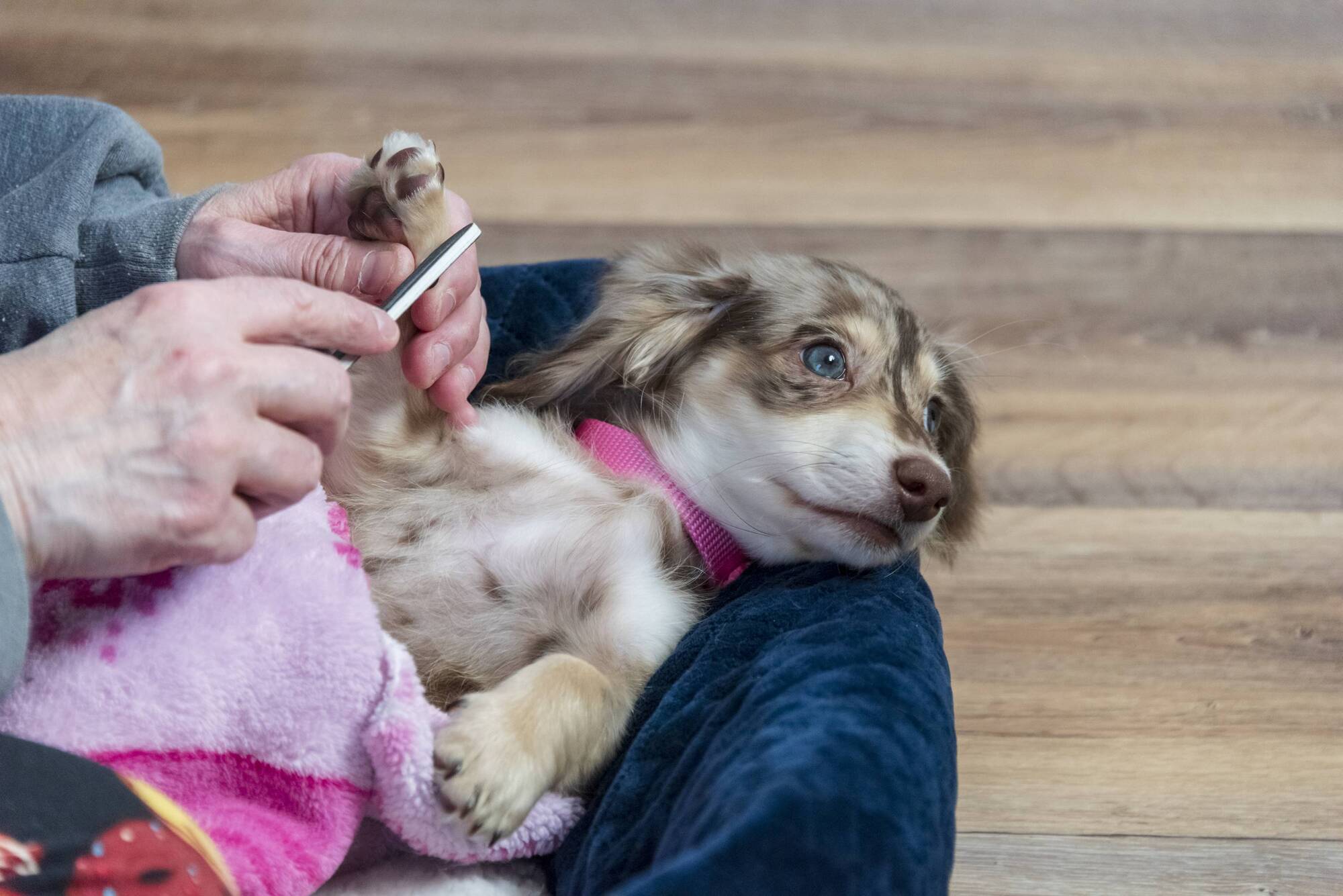 Pete the Vet's guide to manicures and pedicures for pets
