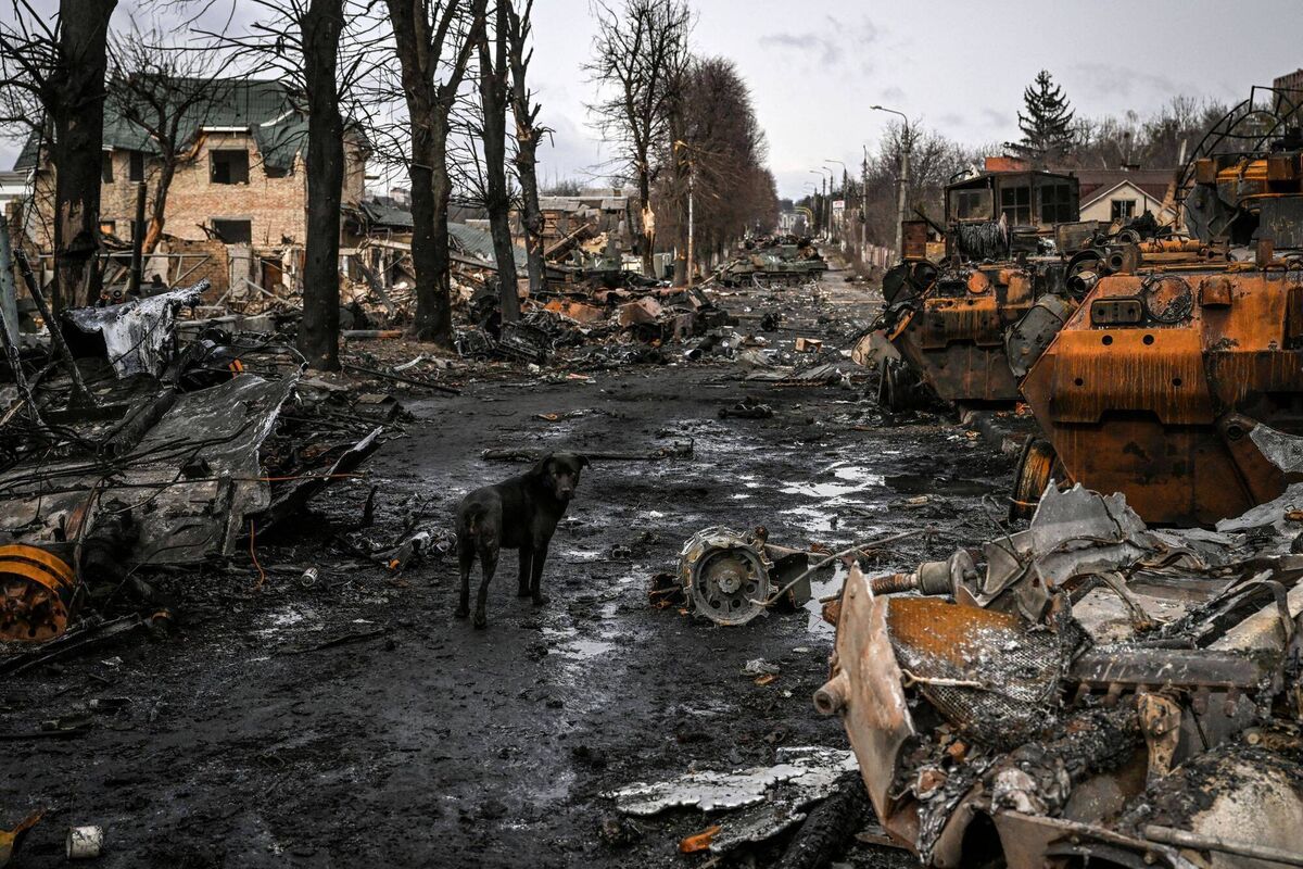 A dog stands between destroyed Russian armored vehicles in the city of Bucha, west of Kyiv, on March 4, 2022. Picture: ARIS MESSINIS/AFP via Getty Images