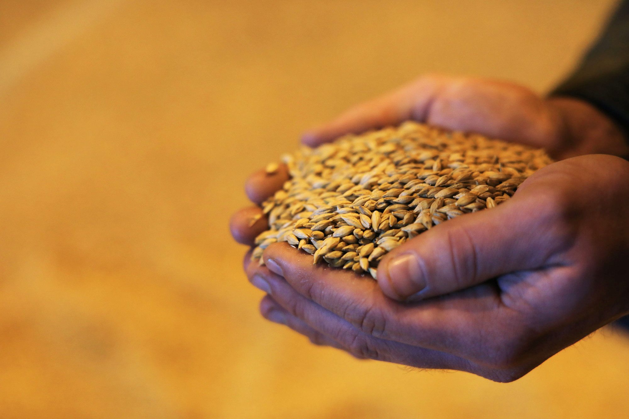 Farmers asked to grow grain due to potential shortages from war in Ukraine 