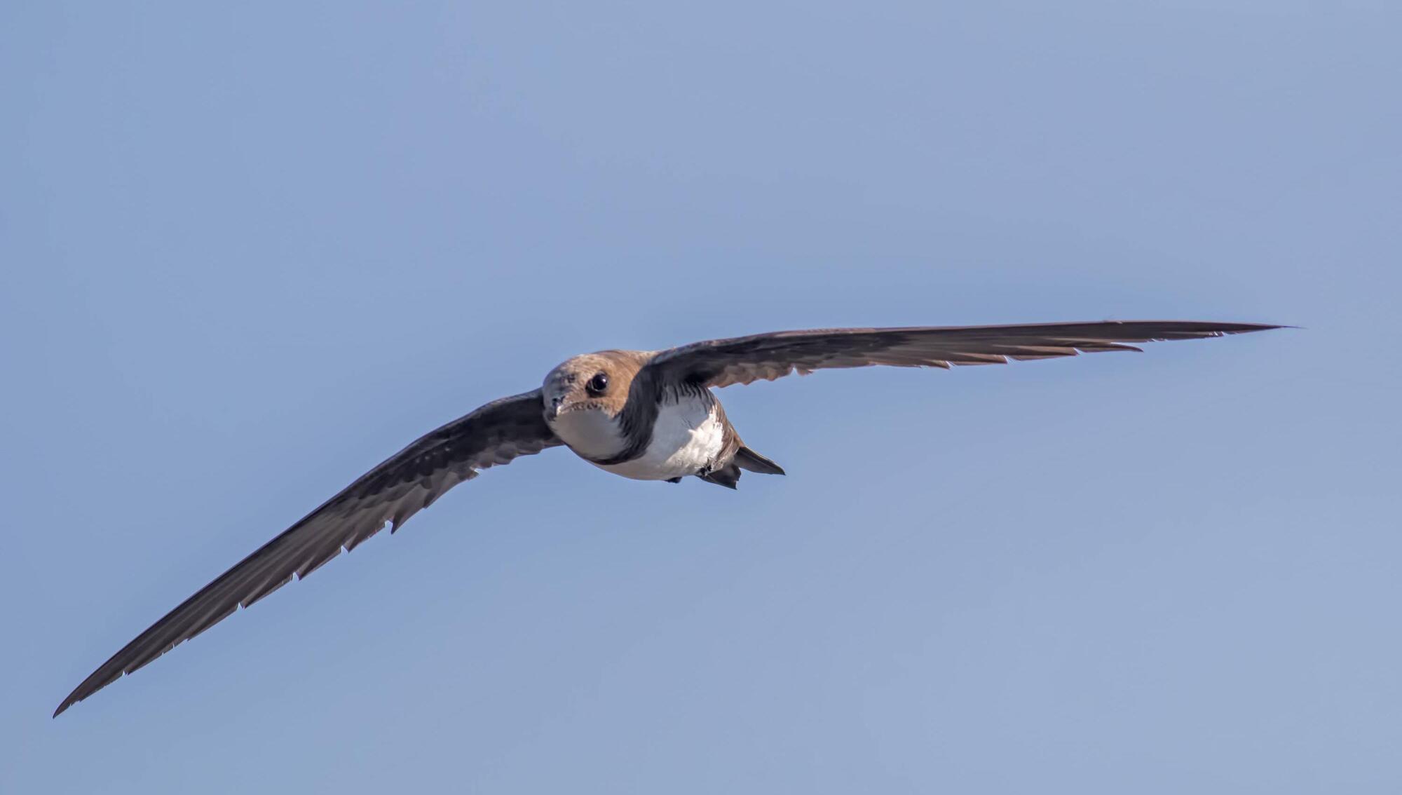 Damien Enright: An evening in Morocco, the sky full of Alpine swifts