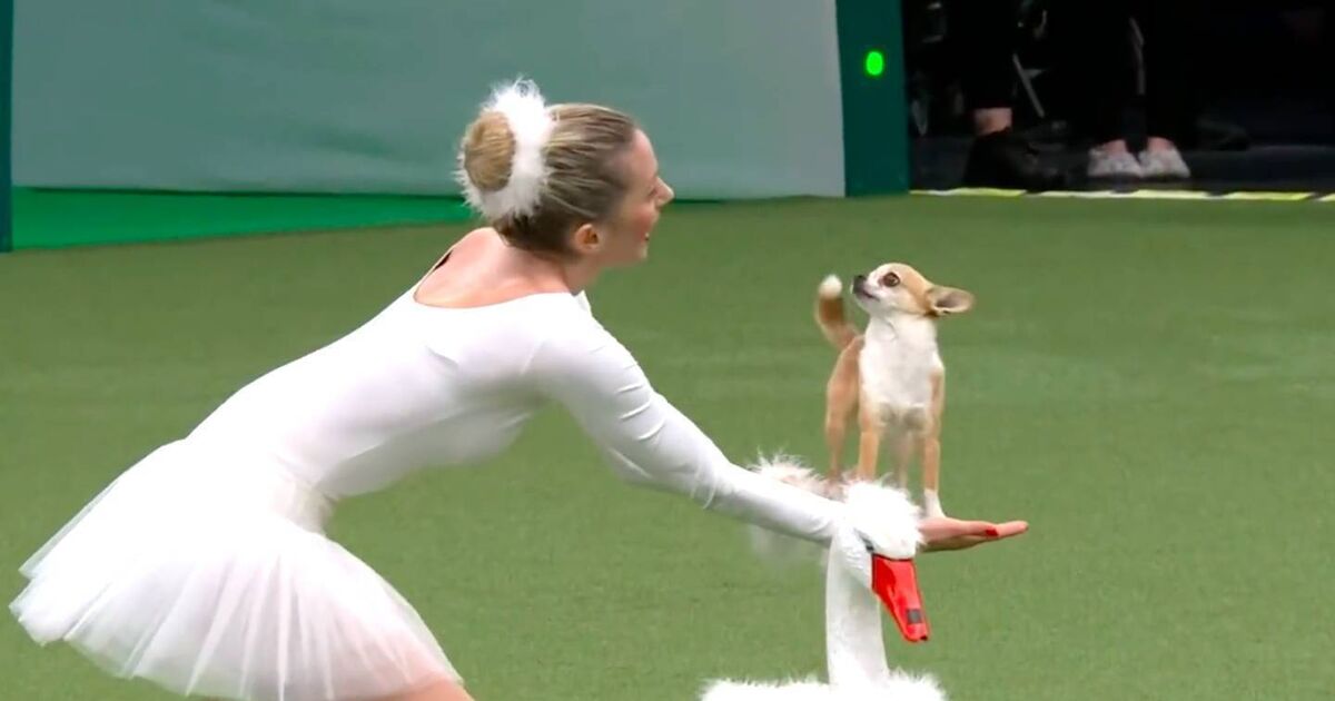 DIAMOND☆DOGS Cruising Show SWAN 2915810_4_seoimageog_Screensho