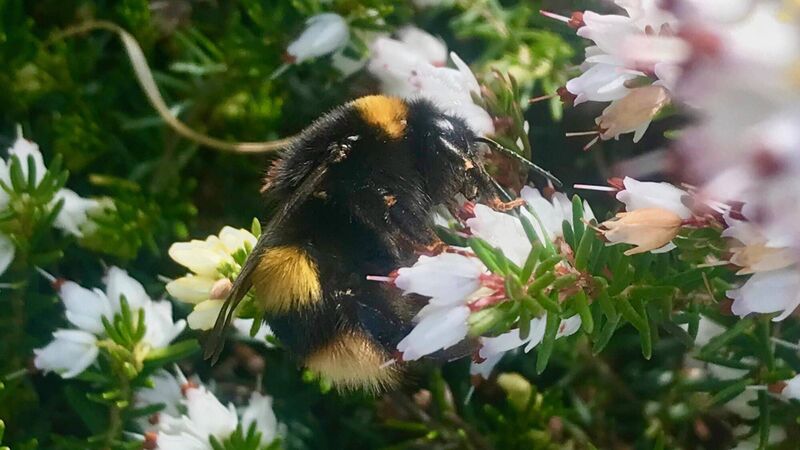 Juanita Browne: Let's help the all-important females of the wildlife world, like queen bees Juanita Browne: Let's help the all-important females of the wildlife world, like queen bees
