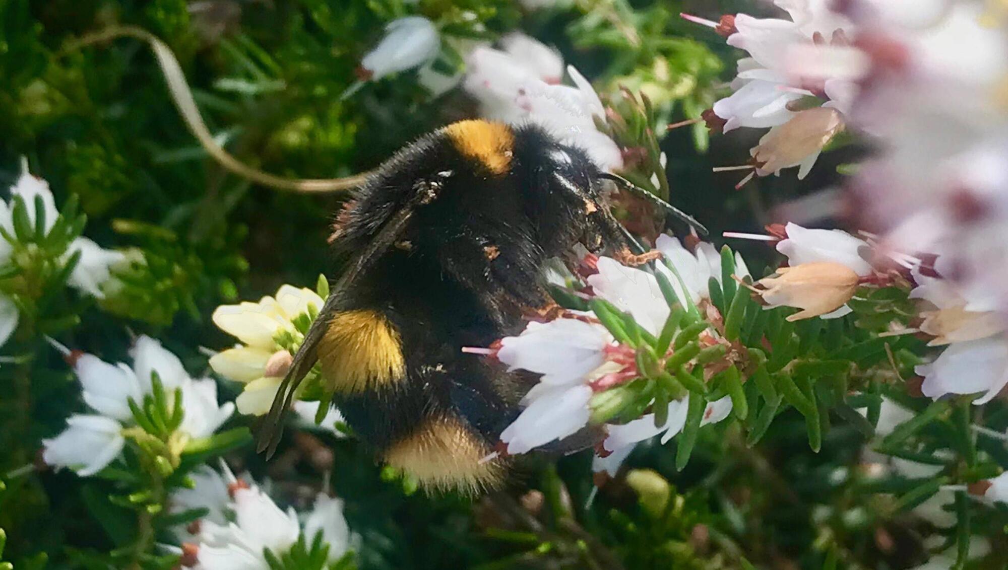 Juanita Browne: Let's help the all-important females of the wildlife world, like queen bees