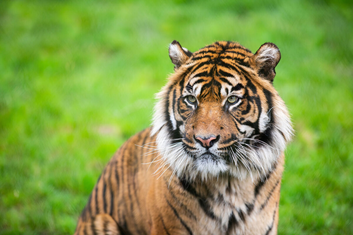 An endangered Sumatran tiger in Fota Wildlife Park.