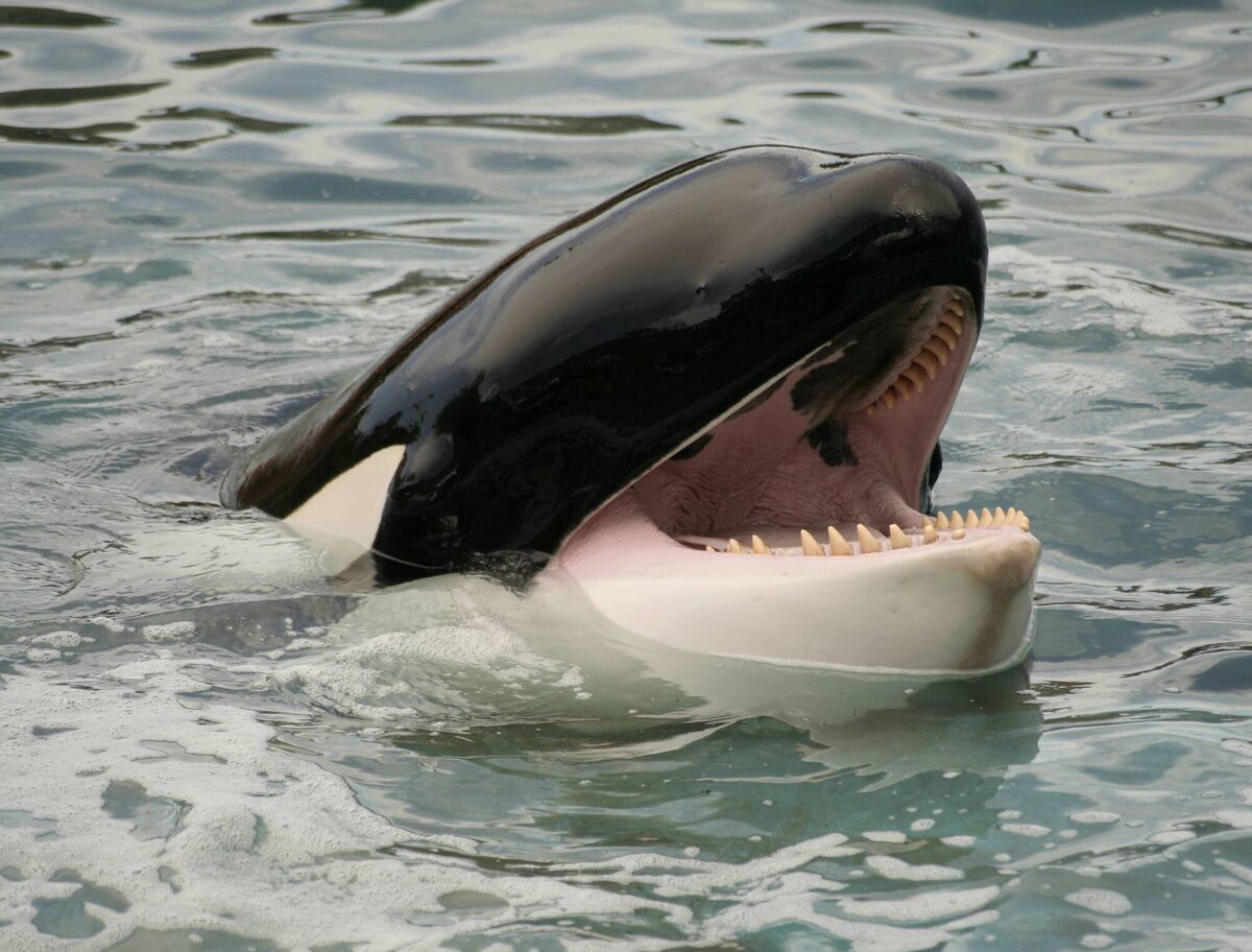 There is a single, Nordic, record of a killer whale attacking a boat, but the crew were towing a dead seal at the time. Picture: iStock