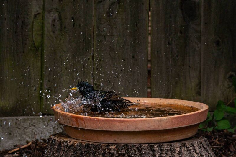 Birds will use water both for drinking and bathing Birds will use water both for drinking and bathing