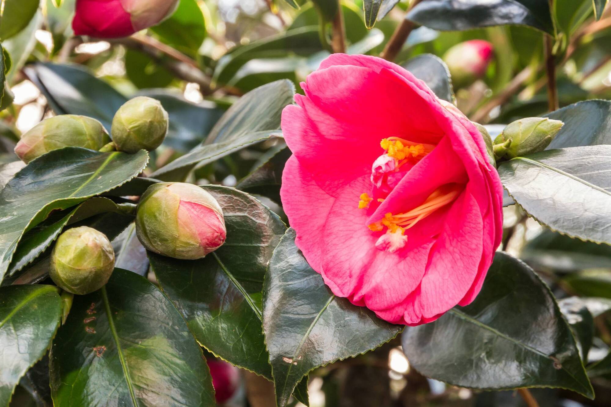 Garden Q&A: Why has my Camellia changed from pink to red?