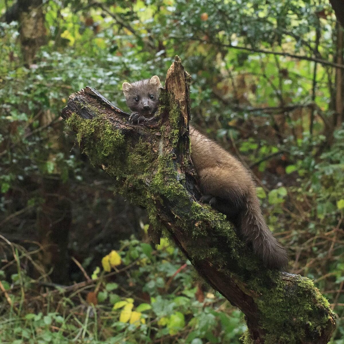 The Pine Marten, Cat Crainn. Picture: Ruth Hanniffy Photography
