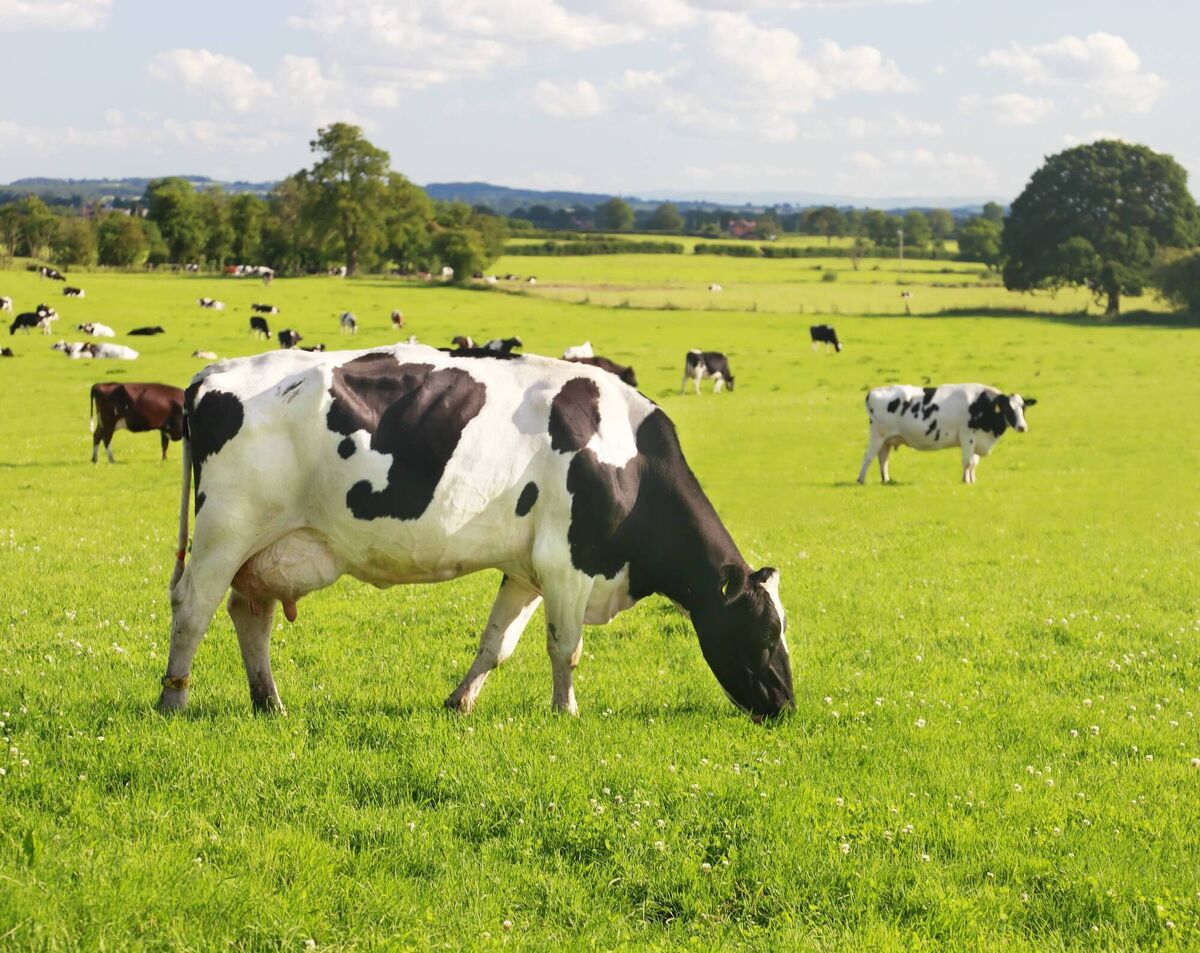 A shut-down of the Gulf Stream, as a result of melting ice caps, would cause our temperatures to plummet and our grass-based agricultural system to fail. A shut-down of the Gulf Stream, as a result of melting ice caps, would cause our temperatures to plummet and our grass-based agricultural system to fail.