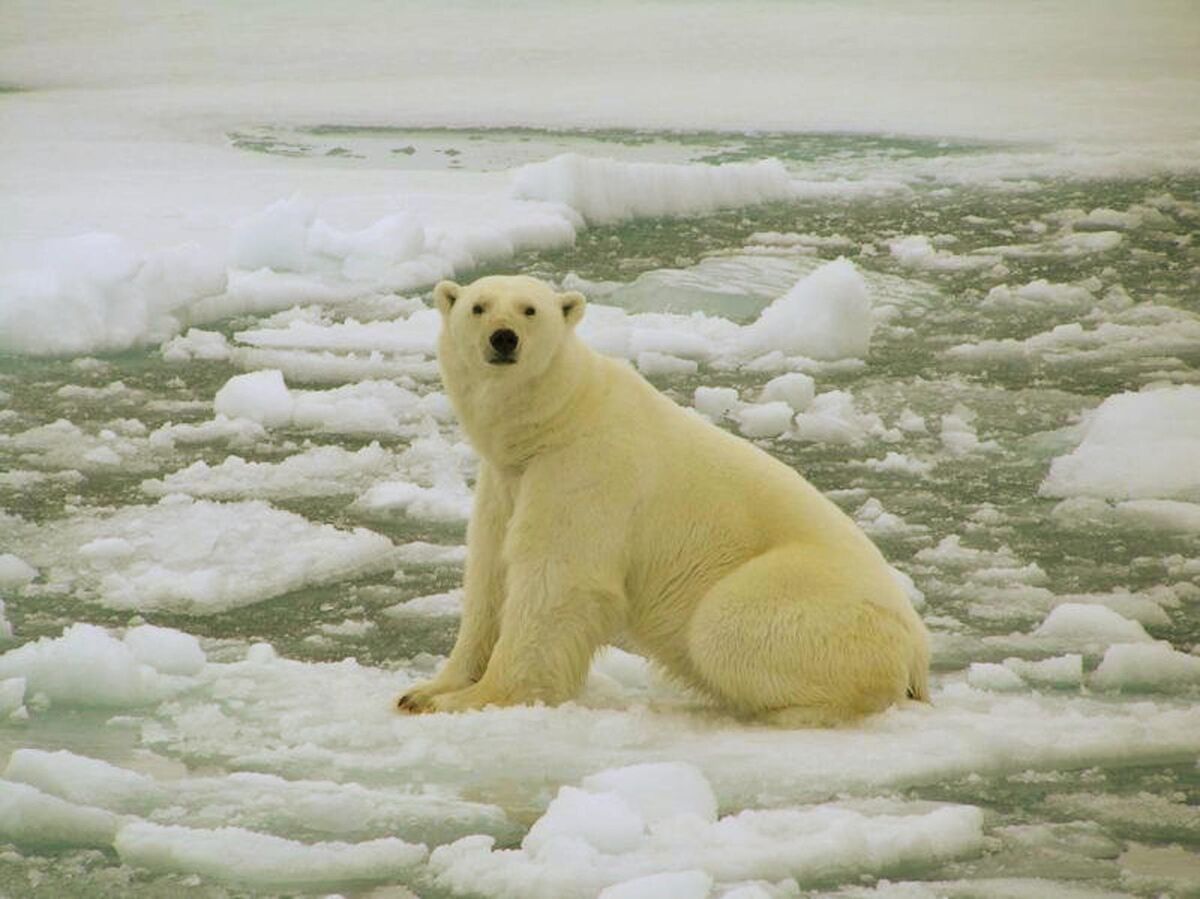 Polar bear populations continue to decline due to thinning ice as a result of climate change. But current trends now indicate we are putting our own existence in jeopardy. Picture: University of St Andrews/Tiago Marques/PA Wire. Polar bear populations continue to decline due to thinning ice as a result of climate change. But current trends now indicate we are putting our own existence in jeopardy. Picture: University of St Andrews/Tiago Marques/PA Wire.
