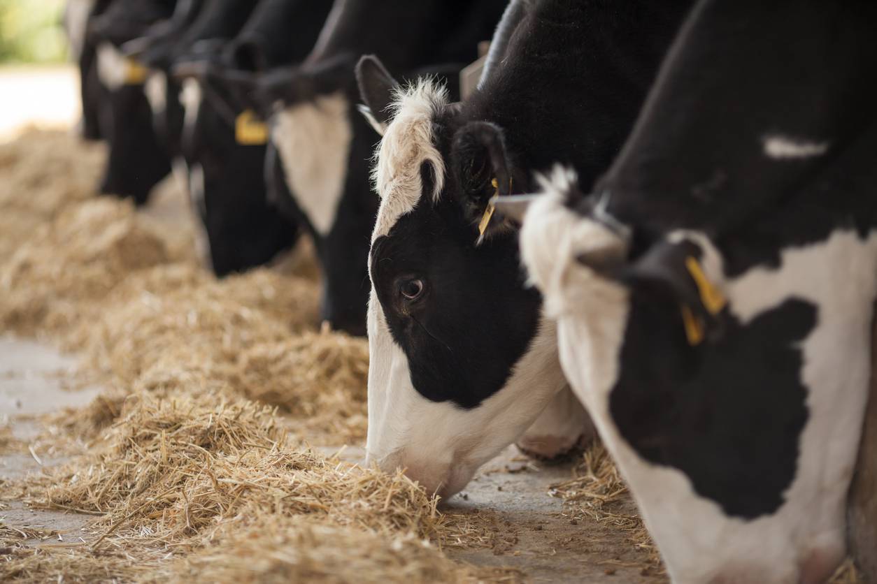 No need to cut national herd to reduce emissions, company claims