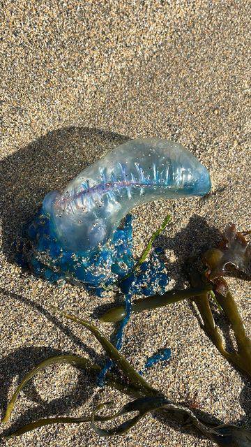 Man O'War spotted in Cork: Everything you need to know about the jellyfish on our beaches