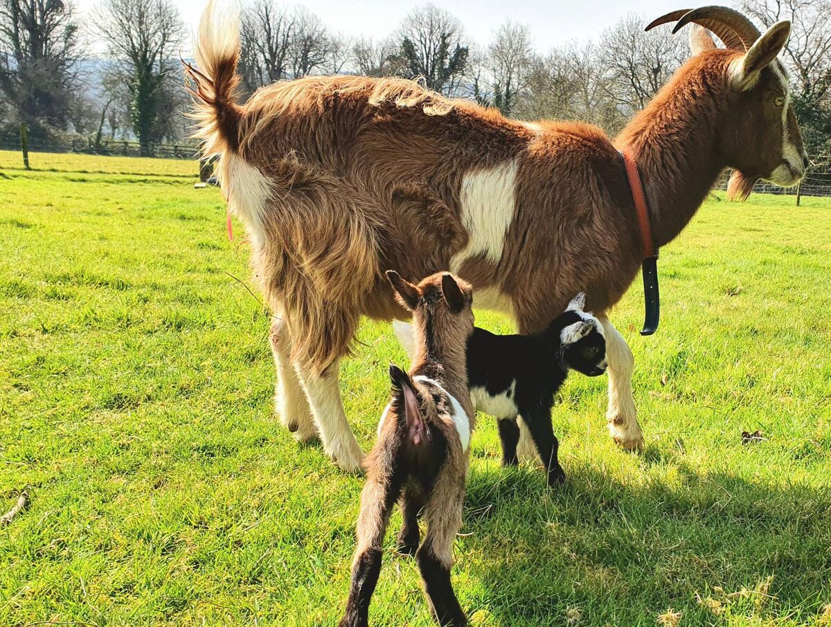'On Wednesday night, the mother gave birth to two females and a male, gorgeous little things,' Francis Nesbitt said of the pygmy goat kids which are now missing. Picture: Twitter/@NesbittF