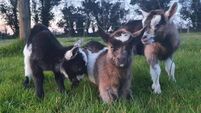 'Heartless thieves' may have stolen triplet baby pygmy goats