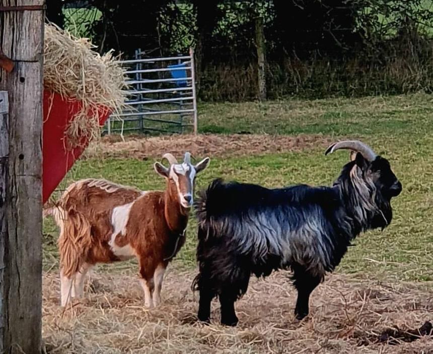 Mr Nesbitt says it is “heartbreaking” to hear the mother’s constant bleating since the kids have disappeared: 'All day she keeps going back to the spot where they were born, and sniffing around it, and then she starts calling. I can still hear her bleating away.'