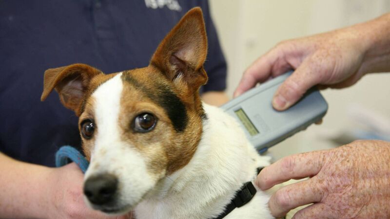Arrangements in place for Ukrainian pets arriving into Ireland 