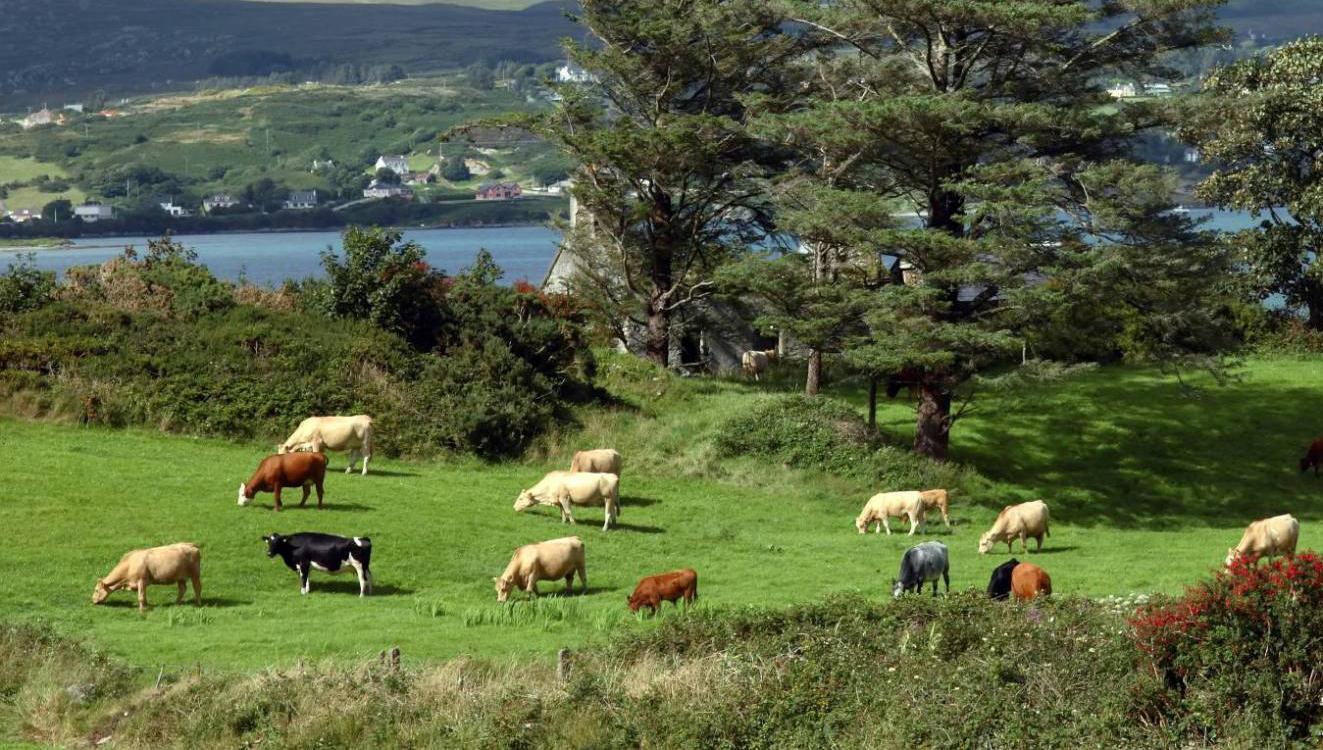 Scheme to support planting of up to 12,000 hectares of multi-species swards
