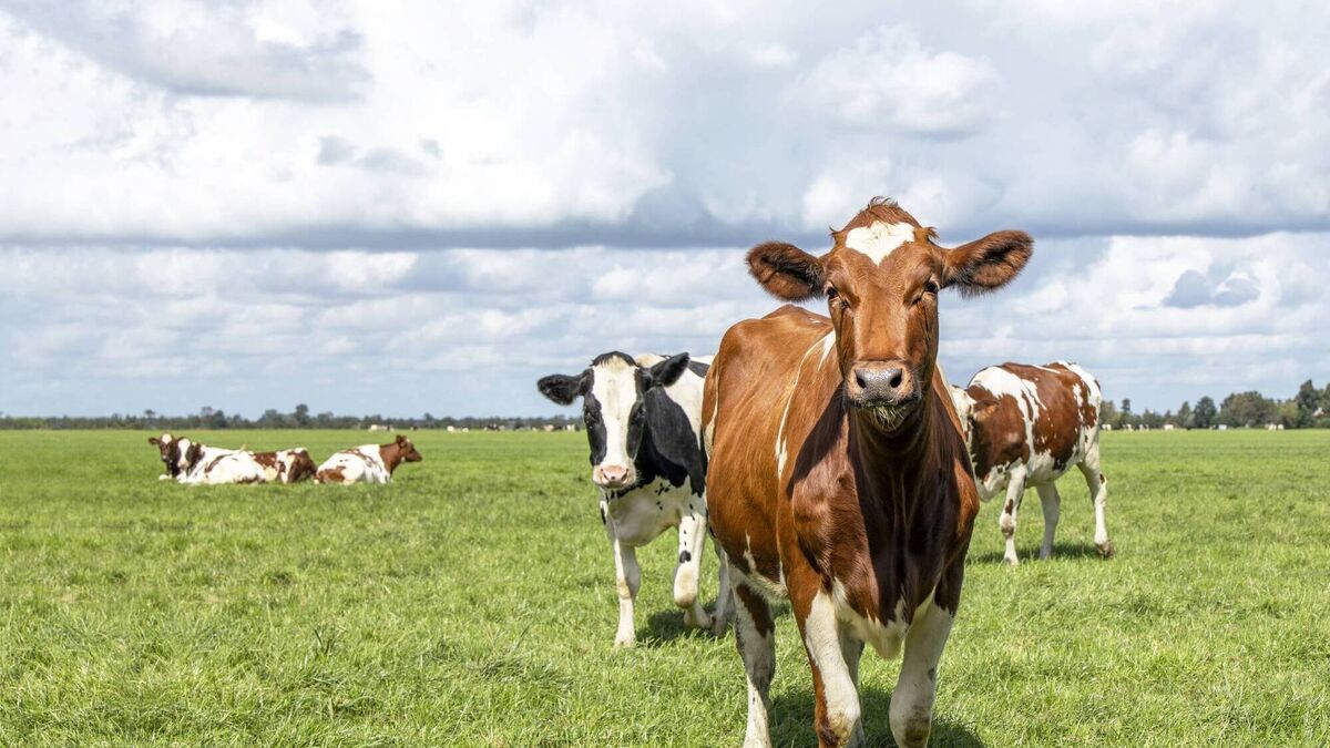 Right metrics needed or wrong policy decisions will be made on cutting agriculture emissions - Vimarsana News
