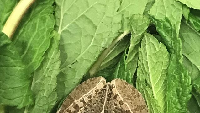 <p>Minty the frog who came from Ethiopia to Northumberland (RSPCA/PA)</p>