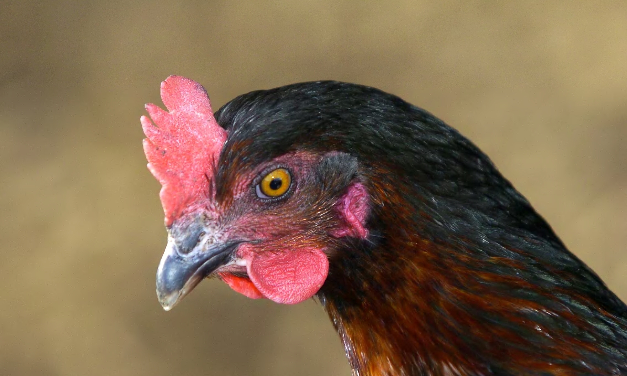 Ukraine poultry producer restarts exports in optimistic sign for region                      
