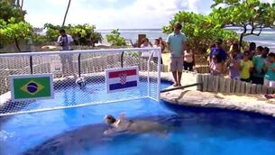 Remember Paul the Octopus? Meet Big Head the Turtle…